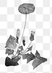 PNG Dandelion, Japanese flower illustration by Teisai Hokuba, transparent background. Remixed by rawpixel.