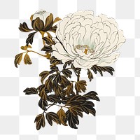PNG White flower, vintage botanical illustration by Shibata Zeshin, transparent background. Remixed by rawpixel.