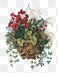 PNG Rustic basket, vintage botanical illustration by Currier & Ives, transparent background. Remixed by rawpixel.