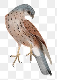PNG Falcon bird, vintage animal illustration by William Lewin, transparent background. Remixed by rawpixel.