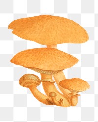 PNG Orange mushroom, vintage botanical illustration by James Sowerby, transparent background. Remixed by rawpixel.