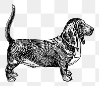 PNG Basset Hound Dog, vintage pet animal illustration by Pearson Scott Foresman, transparent background. Remixed by rawpixel.