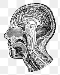 PNG Human head anatomy, vintage medical illustration, transparent background. Remixed by rawpixel.