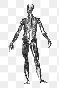 PNG Human body anatomy, vintage illustration by painter from Brockhaus and Efron Encyclopedic Dictionary, transparent background. Remixed by rawpixel.