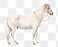 PNG White pony, vintage horse illustration by William Hamilton, transparent background. Remixed by rawpixel.