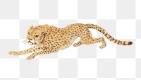 PNG Cheetah, vintage wild animal illustration by Samuel Howitt, transparent background. Remixed by rawpixel.