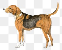 PNG Standing dog, vintage pet animal illustration by Sydenham Teast Edwards, transparent background. Remixed by rawpixel.