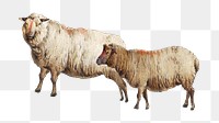 PNG Sheep, vintage farm animal illustration, transparent background. Remixed by rawpixel.