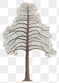 PNG Pine Tree, vintage botanical illustration, transparent background. Remixed by rawpixel.