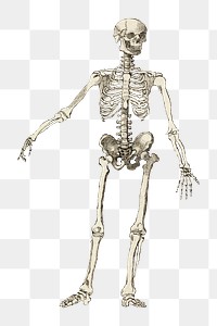 PNG Human skeleton, vintage illustration by George Augustus, transparent background. Remixed by rawpixel.