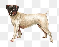 Fox Terrier png chromolithograph art, transparent background. Remixed by rawpixel. 