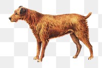 Irish Terrier png chromolithograph art, transparent background. Remixed by rawpixel. 