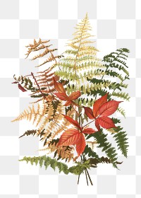 Autumn ferns png chromolithograph art, transparent background. Remixed by rawpixel. 