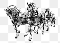 Horses png vintage illustration, transparent background. Remixed by rawpixel. 