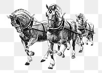 Horses png vintage illustration, transparent background. Remixed by rawpixel. 