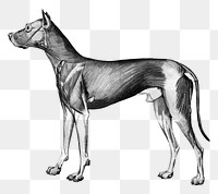 Dog anatomy png vintage illustration, transparent background. Remixed by rawpixel. 