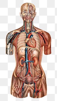 Human anatomy png vintage illustration, transparent background. Remixed by rawpixel. 