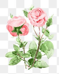 Pink roses png vintage flower, transparent background. Remixed by rawpixel.