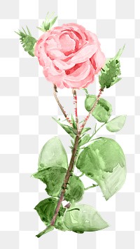 Pink rose png vintage flower, transparent background. Remixed by rawpixel.