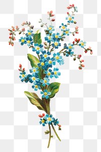 Forget me not png vintage flower bouquet, transparent background. Remixed by rawpixel.