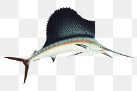 Sailfish png marine life, transparent background. Remixed by rawpixel.