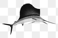 Sailfish png marine life, transparent background. Remixed by rawpixel.