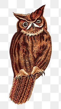 Vintage owl png bird, transparent background. Remixed by rawpixel.