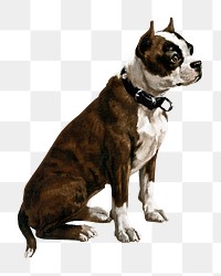 Sitting dog png American Staffordshire Terrier, transparent background. Remixed by rawpixel.