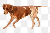 English Pointer png dog, transparent background. Remixed by rawpixel.