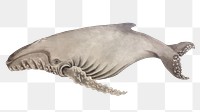 Humpback whale png marine life, transparent background. Remixed by rawpixel.