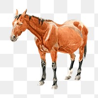 Brown horse png animal, transparent background. Remixed by rawpixel.