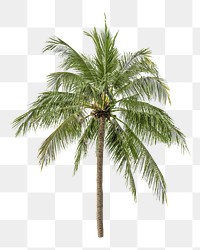 PNG palm tree, collage element, transparent background