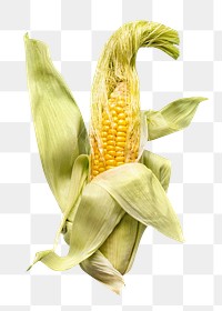 PNG corn, collage element, transparent background