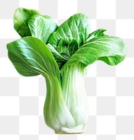 PNG Fresh bok choy, collage element, transparent background