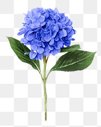 PNG blue hydrangea flower, collage element, transparent background