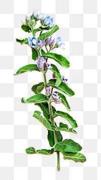 PNG Fresh blue Tweedia Oxypetalum flower, collage element, transparent background