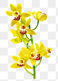 PNG Yellow flowers, collage element, transparent background