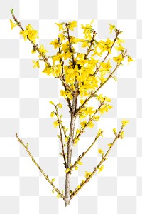 PNG Yellow flowers, collage element, transparent background