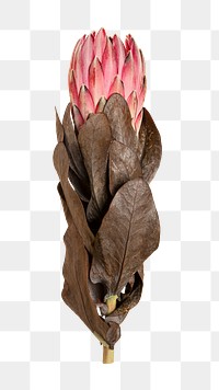 Png pink flower image on transparent png