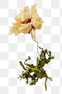 PNG dried flower, collage element, transparent background