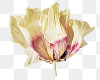 PNG beautiful flower, collage element, transparent background