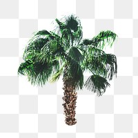 PNG palm tree, collage element, transparent background