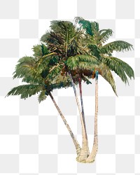 Coconut tree png watercolor collage element, transparent background. Remixed by rawpixel.