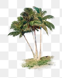 Coconut tree png watercolor collage element, transparent background. Remixed by rawpixel.