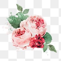 PNG watercolor pink garden rose, transparent background. Remixed by rawpixel.
