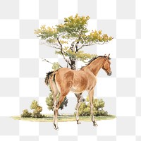 Horse png watercolor, transparent background. Remixed by rawpixel.