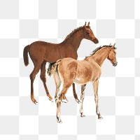 Horse foals png watercolor, transparent background. Remixed by rawpixel.