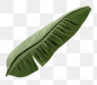 Banana leaf png tropical plant, transparent background