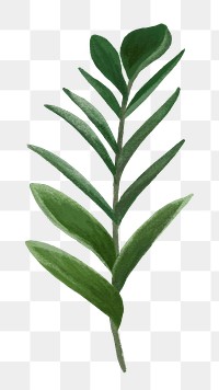 Tropical leaf png zz plant, transparent background