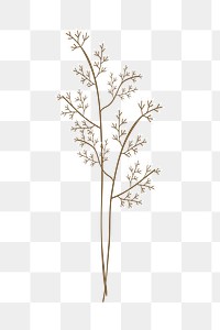 Feminine png dried flower illustration, transparent background